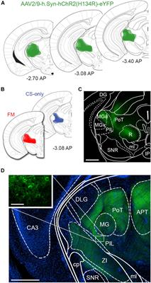 Fear Memory Retrieval Is Associated With a Reduction in AMPA Receptor Density at Thalamic to Amygdala Intercalated Cell Synapses